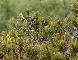 Pinus nelsonii.jpg
