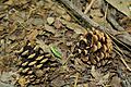 Pinus pinaster Cones