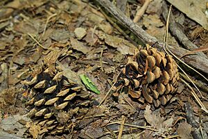 Pinus pinaster Cones