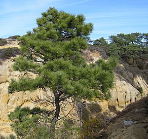 Pinus torreyana at State Reserve