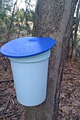 Plastic maple sap bucket on Red Maple tree
