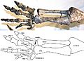 Plateosaurus arm and hand