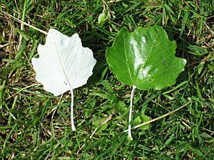 Populus alba leaf
