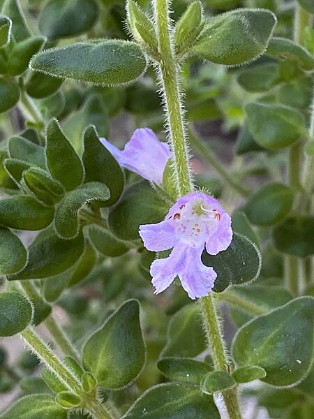 Prostanthera densa