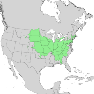 Prunus americana range map 1.png