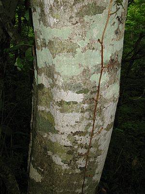 Prunus ssiori 4