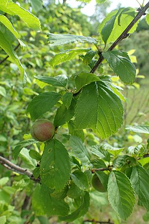 Prunus ulmifolia kz01.jpg