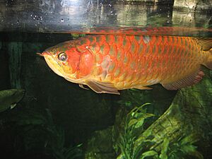 Red Arowana034