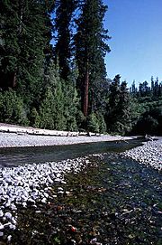 Redwood creek