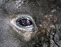 Reflection in a seal eye
