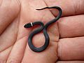Ring necked snake recently hatched, Missouri Ozarks
