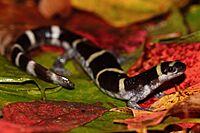 Ringed Salamander (Ambystoma annulatum) (24088441718).jpg