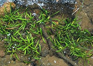 Sagittaria secundifolia.jpg