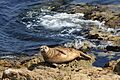 Seal Curiosity