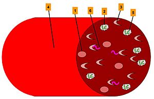 Sickle Cell genetic resistance to Malaria