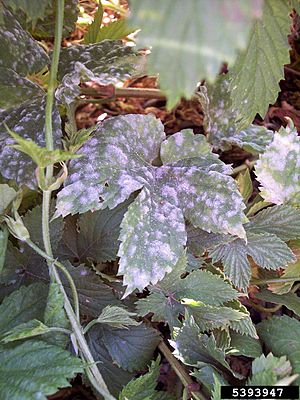 Signs and Symptoms of Powdery Mildew on Hop Leaves