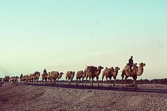 Silk Road 1992