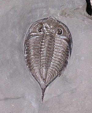 SilurianTrilobite