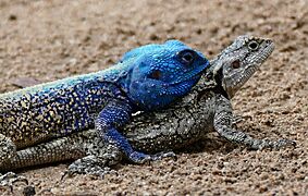 Southern Tree Agamas (Acanthocercus atricollis) couple (31159640691)