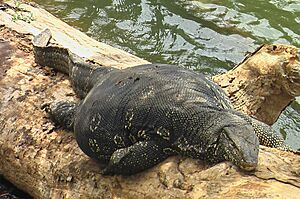 Sri-Lanka water monitor