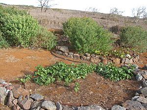 Starr-121220-9340-Ipomoea batatas-cultivation-Lua Makika-Kahoolawe (24572650243)