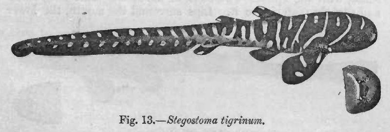 Stegostoma fasciatum Day