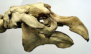 Steller's sea cow skull