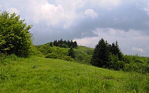 Stratton-bald-bob-bald-nc1