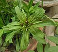 Sweet William-Dianthus barbatus Bud