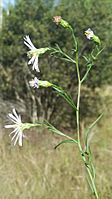 Symphyotrichum simmondsii 107676139