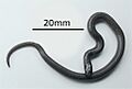 Tantilla gracilis