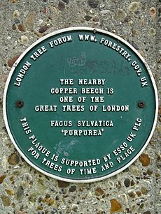 The South Woodford Copper Beech Plaque - St Mary's Church, 207 High Rd, South Woodford, London E18 2PA