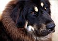 Tibetan Mastiff 001