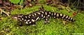 Tiger Salamander-Florida