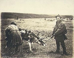 Two Laplanders wearing traditional dress milking reindeer, Port Clarence, Alaska, 1900 (HESTER 35)