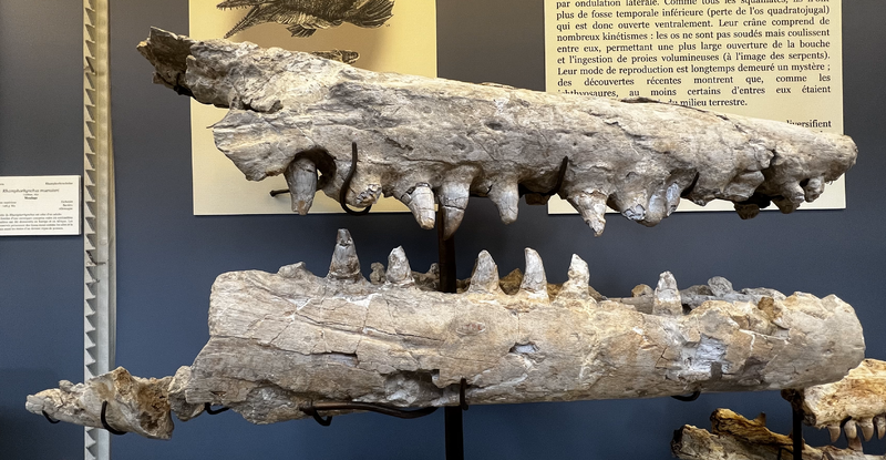 Tylosaurus gaudryi MNHN 1896–15 (1)