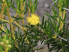 Verticordia chrysantha (leaves and flowers)
