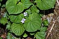 Viola palustris 6798