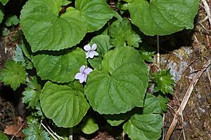 Viola palustris 6798.JPG