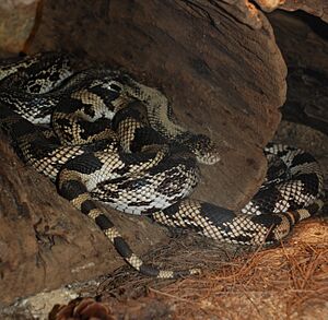 Washington DC Zoo - Pituophis melanoleucus 1
