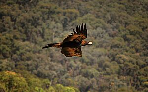 Wedge Tailed Eagle, Australia (6897593456)