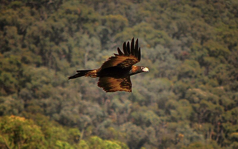 Wedge Tailed Eagle, Australia (6897593456)