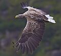White-tailed-eagle