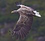 White-tailed-eagle.jpg