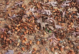 White oak Quercus alba prolific acorns