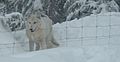 Wolf on Grouse Mountain