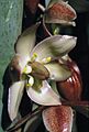 Yucca endlichiana fh 0334 MEX B