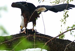 African Fish Eagle (Haliaeetus vocifer) eating some fish ... (31195624072)
