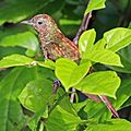 African emerald cuckoo (Chrysococcyx cupreus) female