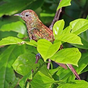 African emerald cuckoo (Chrysococcyx cupreus) female